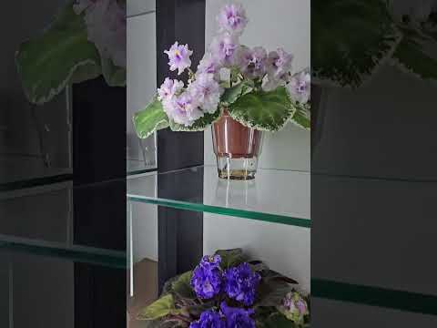 Видео: Студия "Кухня Фиалки". Новинки селекции и ретро сорта.