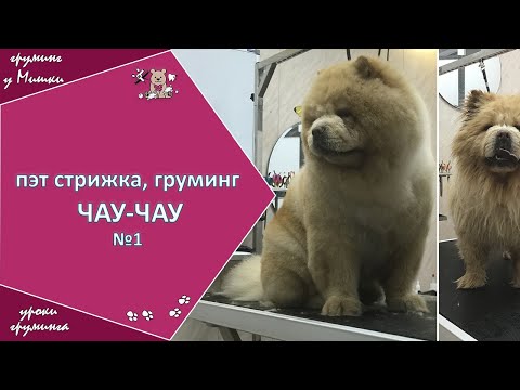 Видео: Груминг и пэт- стрижка Чау-Чау, видео №1. Чау-чау до и после груминга. Уроки груминга.