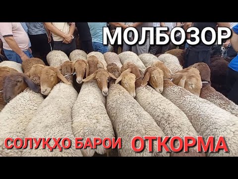 Видео: молбозор худжанд нарху навои гусфандхои кушкор ва солукхо барои откорма, Авгони