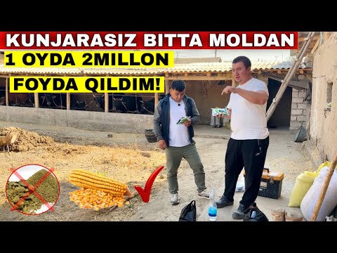 Видео: Кунжарасиз Мол Бокиб Хар Битта Молдан 2 Миллион Фойда Килганман? Арзон Мол Бокиш Узи Нима?  