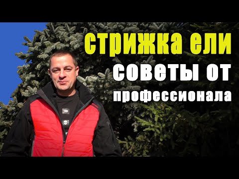 Видео: Когда и как подстричь ЕЛЬ? Самостоятельно без опыта, подробная инструкция стрижки ели .