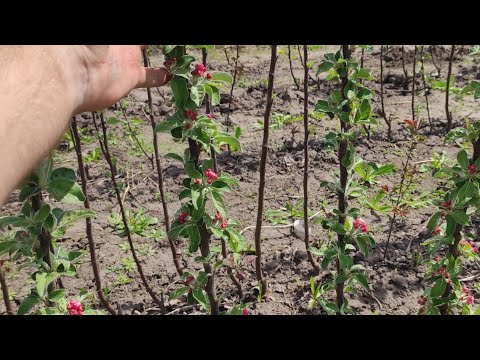 Видео: Обрізка  однорічних колоновидних і звичайних яблунь /Pruning of one-year columnar and ordinary apple