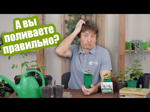 Видео: Полив рассады без ошибок! Как поливать рассаду разных культур