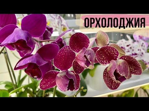 Видео: СКАЗКА в моей жизнииии😍 цветение ОРХИДЕИ и НОВИНКИ орхидея