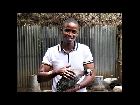 Видео: Agrirush - Как я случайно наткнулся на разведение цесарок... Я не уйду в ближайшее время!