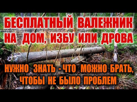 Видео: ИЗБА В ЛЕСУ ИЗ ВАЛЕЖНИКА И ЗАГОТОВКА ДРОВ. Бесплатные дрова БЕЗ ШТРАФА. Валежник, сухостой, бурелом.