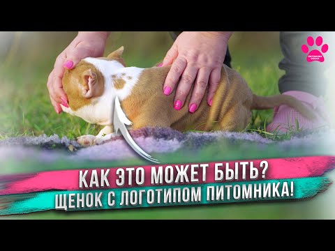 Видео: Найден удивительный знак на щенке!