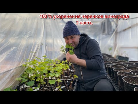 Видео: 100 % способ укоренения черенков Винограда🍇 Выращивание 🍇в Татарстане. Как укоренить черенок! 2 ч.