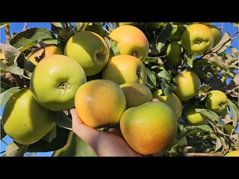 Видео: Фаворит по зберіганню.