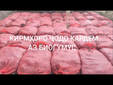 Видео: Кирмҳоро ҷудо кардем Аз Биогумус.. 