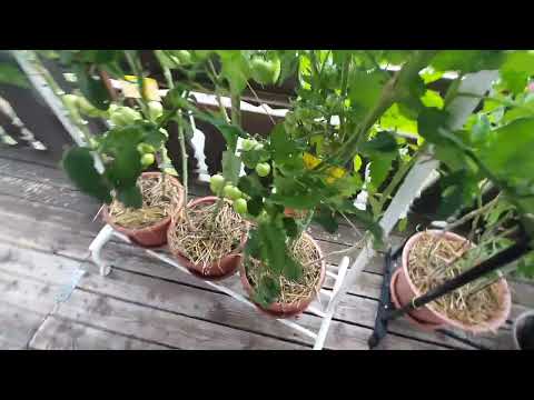 Видео: Градинката с домати на терасата ми -40 дни по-късно!