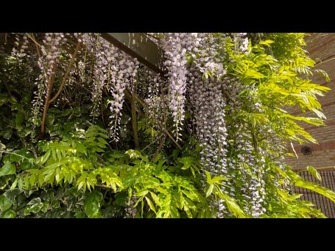 Видео: Обычная Лондонская Жизнь Обычных Улиц - Палисадники- Дача - Кладоискатель - Парусники- Закат и Яхты