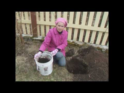 Видео: Сажаем колоновидную сливу