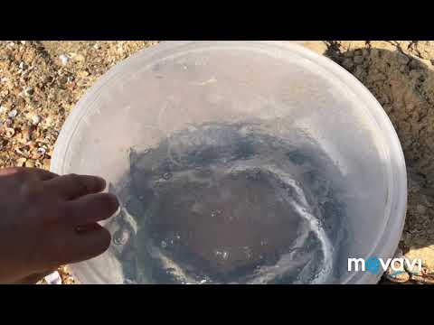 Видео: Морская рыбалка! #Витязево