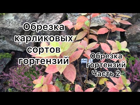Видео: ЕЩЁ РАЗ ОБ ОБРЕЗКЕ ГОРТЕНЗИЙ. КАРЛИКОВЫЕ СОРТА