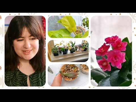 Видео: 🧐ОБЗОР РАСТЕНИЙ В СПАЛЬНЕ | САМЫЕ ИНТЕРЕСНЫЕ ШТУЧКИ