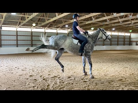 Видео: Лошадь постоянно лягается!