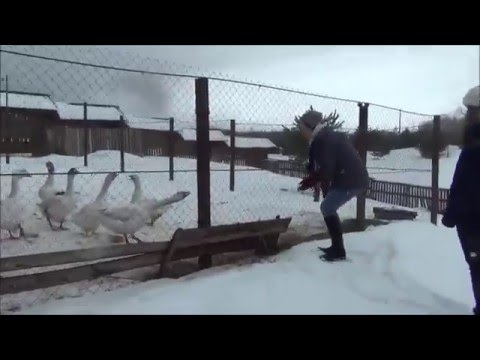 Видео: Фермерское хозяйство на базе отдыха "Новый Ковчег" озеро Селигер