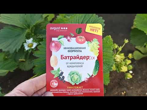 Видео: Трипс атакует! Готовлюсь к следующему сезону! Омск, 07.06.2021