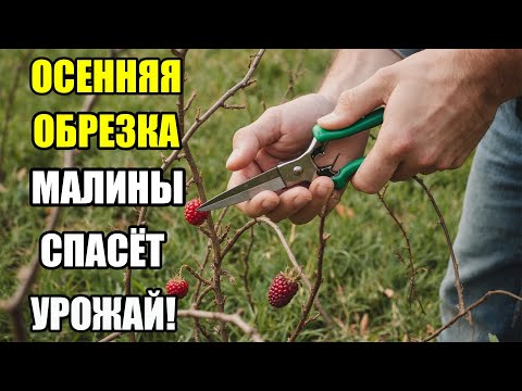 Видео: Как правильно обрезать малину осенью: два лучших способа подготовки к зиме