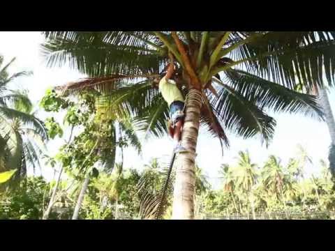Видео: Как залезать на пальму за кокосами с помощью веревки