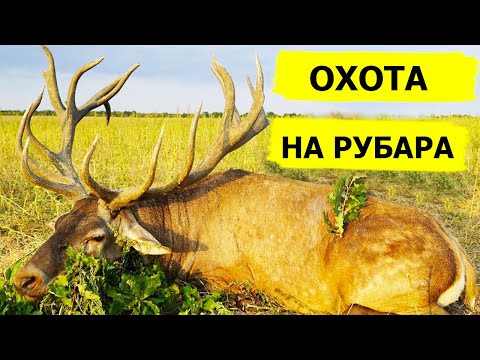 Видео: Охота на рубара. В поисках охотничьих трофеев. (Охотник и рыболов)