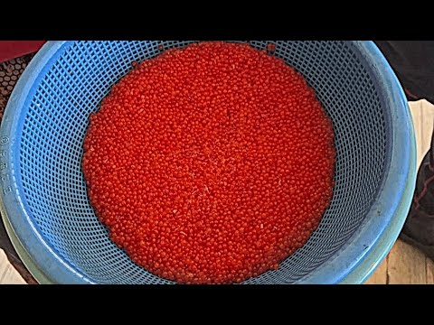 Видео: ТАЗИК КРАСНОЙ ИКРЫ ЗА УТРО! Рыбалка на КАМЧАТКЕ удивит КАЖДОГО