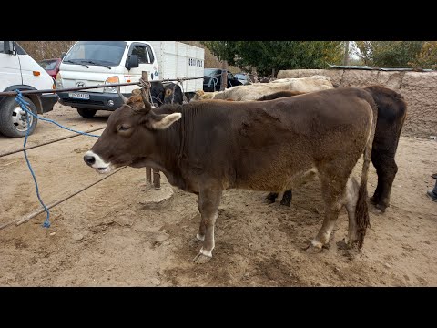 Видео: МОЛБОЗОРИ ШВЕДСАРИЯ 10 ноября 2024 г.