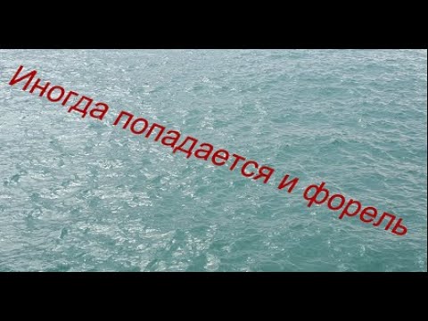 Видео: Туапсе 18.02.2022 набережная порта: форели почти не осталось.