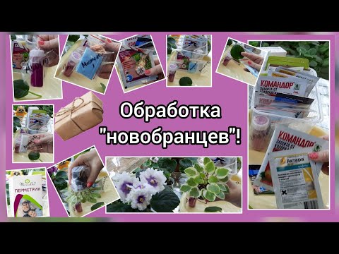 Видео: Самые эффективные препараты для обработки фиалок, новинок, от клещей и паразитов.