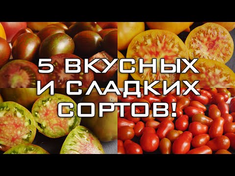 Видео: 5 ВКУСНЫХ, СЛАДКИХ И УРОЖАЙНЫХ ТОМАТОВ! ТОЛЬКО ПРОВЕРЕННЫЕ СОРТА, КОТОРЫЕ ЗАХОЧЕТСЯ ПОВТОРИТЬ!