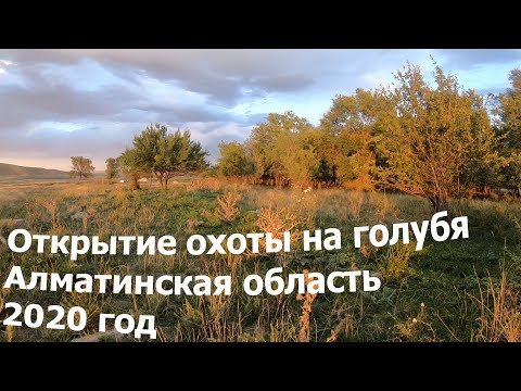 Видео: Открытие охоты на голубя. Алматинская область охот.угодья КООР "ТАБИГАТ"