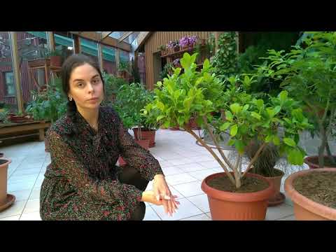 Видео: Уход за  комнатными растениями дома и в зимнем саду. Прогулки по оранжерее №7.