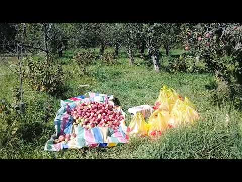 Видео: Сбор урожая Яблок на Иссык- куле 2019.Апорт,Рашида,Талгарка.