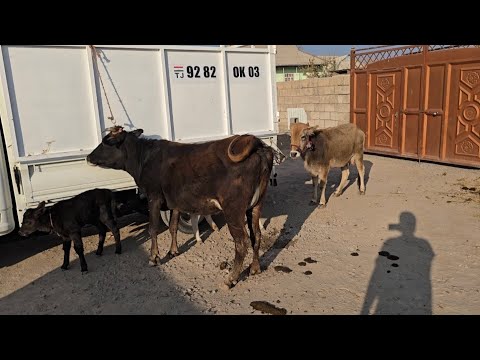 Видео: Ду сар гови гусоладори фуруши Тел: 907.17.23.70.   8.11.2025.
