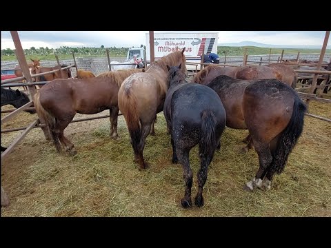 Видео: Жылқы бағалары Шымкент