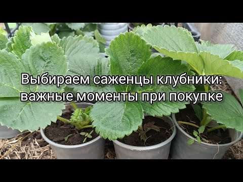 Видео: Выбираем саженцы клубники. Важные моменты при покупке