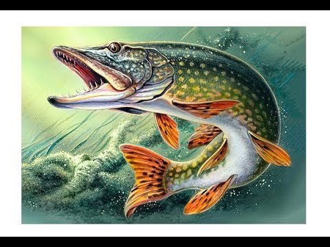 Видео: Sampliora лучшая колеблющаяся блесна 2020 года