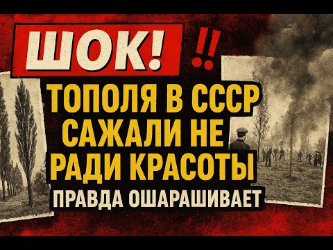 Видео: Почему тополя стали угрозой для городов за десять лет?