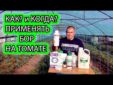 Видео: Обязательная обработка томатов бором / Как Бороться с Серой Гнилью На Томатах