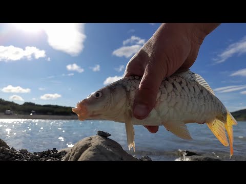 Видео: Окунь Карп Уклейка /Семейный отдых у водоема