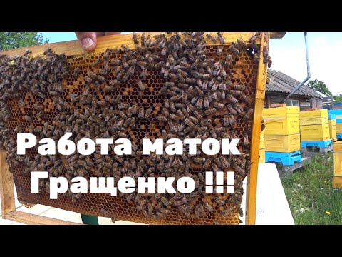 Видео: Работа маток Гращенко !!!