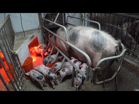 Видео: #Миллион на свиньях‼️ЛЕГКО‼️Продажа мясо, поросят, и семя племеных хряков.