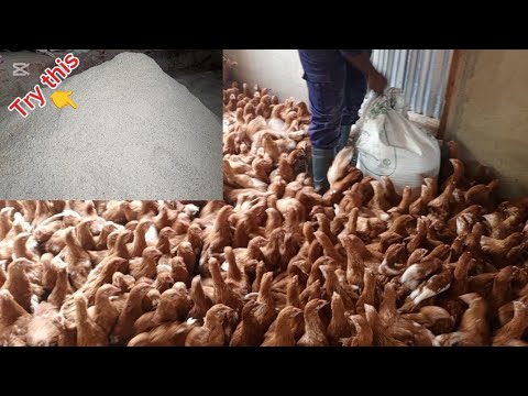 Видео: Лучшие корма для выращивания кур-несушек для более быстрого и раннего производства яиц в птицевод...