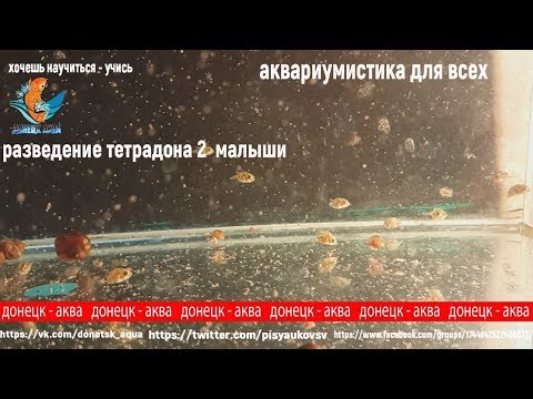 Видео: малыши карликового тетрадона 2, Carinotetraodon travancoricus, akvaarioissa, akvariistika
