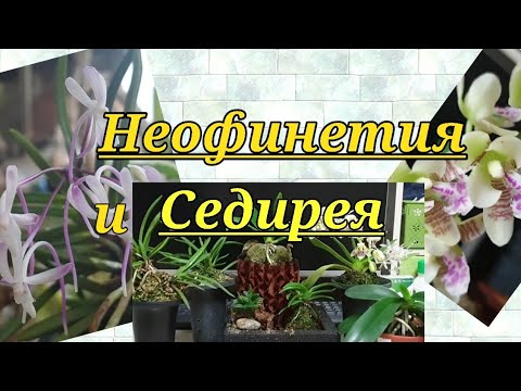 Видео: Седирея и Неофинетия  мой  опыт  в  содержании этих  видов орхидей.
Sedirea,Neofinetia.