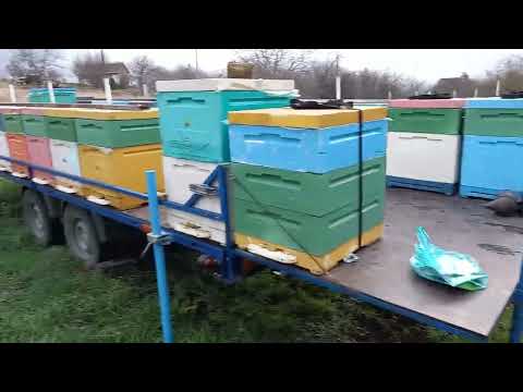 Видео: Зимовка пчел в пчелопавильоне, январь 2022 г