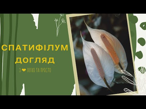 Видео: СПАТИФІЛУМ 🌿 як доглядати 🌿🌿