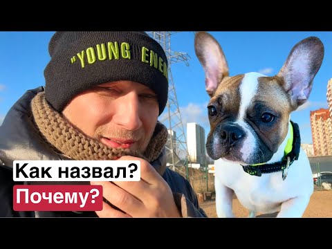 Видео: ПОЧЕМУ Я ТАК НАЗВАЛ ФРАНЦУЗСКОГО БУЛЬДОГА?