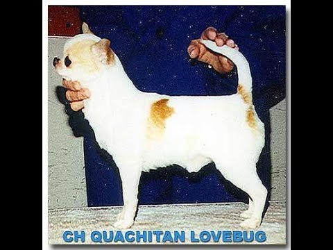 Видео: НЕ ЧИСТОКРОВНЫЕ #чихуахуа с РОДОСЛОВНОЙ 10.03.24 #купитьчихуахуа 89215950848 #buypuppysellchihua